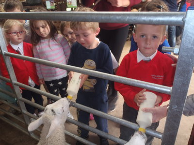 Image of Children having fun at Windmill Animal Farm